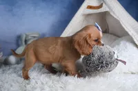 Porter, a female Cavalier King Charles Spaniel for sale in Fresno, OH – Photo 6 of 10