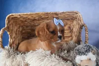 Porter, a female Cavalier King Charles Spaniel for sale in Fresno, OH – Photo 9 of 10