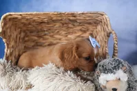 Porter, a female Cavalier King Charles Spaniel for sale in Fresno, OH – Photo 8 of 10