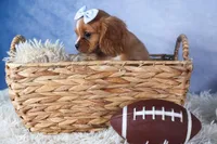 Porter, a female Cavalier King Charles Spaniel for sale in Fresno, OH – Photo 10 of 10