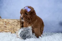 🐾 Meet Natasha – F2B Mini Goldendoodle Puppy 🐾, a female Miniature Goldendoodle for sale in Fresno, OH – 5 of 10