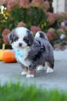 Coven, a male Miniature Bernedoodle for sale in Fresno, OH – 4 of 8