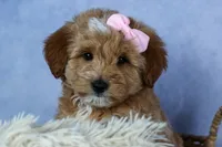 🐾 Meet Nixie – F2B Mini Goldendoodle Puppy 🐾, a female Miniature Goldendoodle for sale in Fresno, OH – 4 of 7