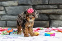 Lexi, a female Poodle - Miniature  for sale in Fresno, OH – 7 of 8