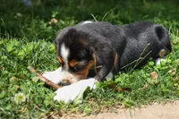 💕Millie Mae 🐶, a female Beagle for sale in Fresno, OH – 8 of 10