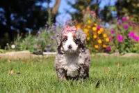 Molly, a female Miniature Bernedoodle for sale in Fresno, OH – 4 of 7