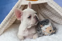 💕Jasmine, a female French Bulldog for sale in Fresno, OH – 4 of 10
