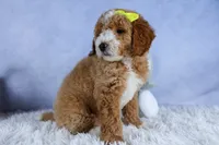 🐾 Meet Nova – F2B Mini Goldendoodle Puppy 🐾, a female Miniature Goldendoodle for sale in Fresno, OH – 3 of 10