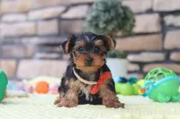 Buster, a male Yorkshire Terrier for sale in Fresno, OH – 4 of 6