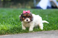 Everest, a female Cavapoo for sale in Fresno, OH – 5 of 8