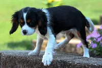 Dotson 🐾, a male Cavalier King Charles Spaniel for sale in Fresno, OH – 3 of 9