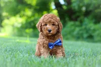 Christiano, a male Goldendoodle for sale in Fresno, OH – 4 of 6