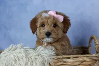 🐾 Meet Nixie – F2B Mini Goldendoodle Puppy 🐾, a female Miniature Goldendoodle for sale in Fresno, OH – 2 of 7