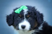 Landon🐾, a male Miniature Aussiedoodle for sale in Fresno, OH – 2 of 9