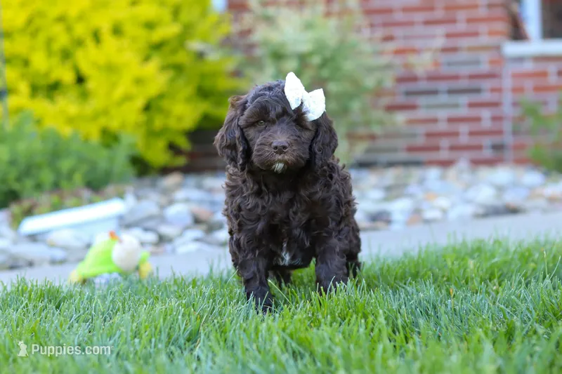 Daisy – Newfypoo puppy for sale in Fresno, OH