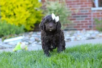 Daisy, a female Newfypoo for sale in Fresno, OH – 1 of 6