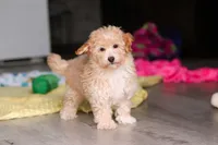 Brodie, a male Havapoo for sale in Fresno, OH – 2 of 7