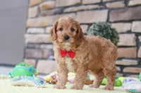 Clyde, a male Cavapoo for sale in Fresno, OH – 3 of 6