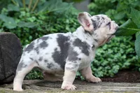 Finn 🐾, a male French Bulldog for sale in Fresno, OH – 5 of 9