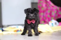 Randall, a male Yorkipoo for sale in Fresno, OH – 5 of 7