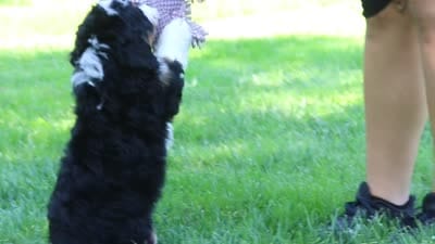 Millie, a female Miniature Bernedoodle for sale in Fresno, OH – 6 of 6