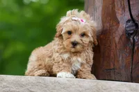 Elise 💛🐾, a female Havapoo for sale in Fresno, OH – 8 of 10