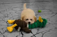 Franklin 🐶, a male Maltipoo for sale in Fresno, OH – 3 of 10