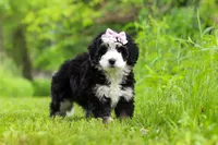 Lulu, a female Miniature Bernedoodle for sale in Fresno, OH – 1 of 6