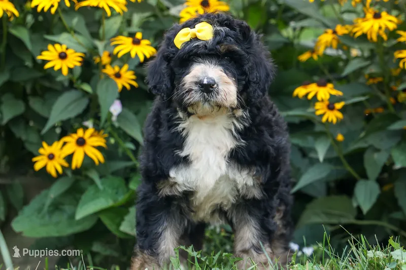 Dolly🎀 – Bernedoodle puppy for sale in Fresno, OH