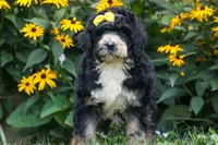 Dolly🎀, a female Bernedoodle for sale in Fresno, OH – 1 of 10