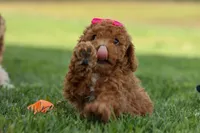 Zuzu, a female Poodle - Miniature  for sale in Fresno, OH – Photo 1 of 10