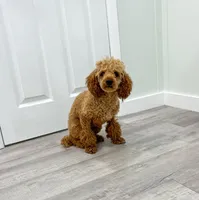 Zuzu, a female Poodle - Miniature  for sale in Fresno, OH – Photo 10 of 10