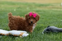 Zuzu, a female Poodle - Miniature  for sale in Fresno, OH – Photo 6 of 10