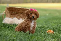 Zuzu, a female Poodle - Miniature  for sale in Fresno, OH – Photo 7 of 10