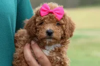 Zuzu, a female Poodle - Miniature  for sale in Fresno, OH – Photo 4 of 10