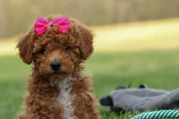 Zuzu, a female Poodle - Miniature  for sale in Fresno, OH – Photo 3 of 10