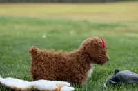 Zuzu, a female Poodle - Miniature  for sale in Fresno, OH – Photo 2 of 10