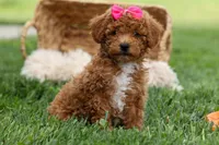 Zuzu, a female Poodle - Miniature  for sale in Fresno, OH – Photo 8 of 10