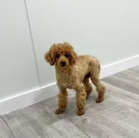 Zuzu, a female Poodle - Miniature  for sale in Fresno, OH – Photo 9 of 10