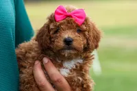 Zuzu, a female Poodle - Miniature  for sale in Fresno, OH – Photo 5 of 10