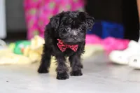 Randall, a male Yorkipoo for sale in Fresno, OH – 2 of 7