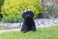 Sofie, a female Newfypoo for sale in Fresno, OH – 1 of 8