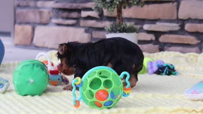 Buster, a male Yorkshire Terrier for sale in Fresno, OH – 6 of 6