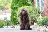 Cherri, a female Newfypoo for sale in Fresno, OH – 2 of 7