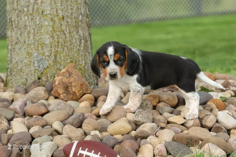 Charlie 🐶✨ – Beagle puppy for sale in Fresno, OH