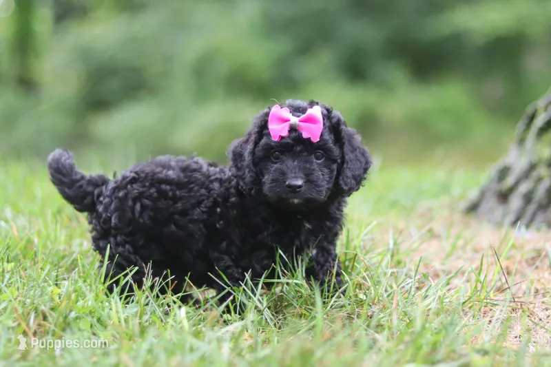 Juniper – Cavapoo puppy for sale in Fresno, OH