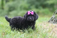 Juniper, a female Cavapoo for sale in Fresno, OH – 1 of 6