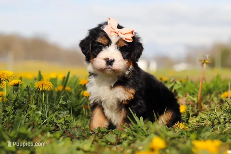Amiee – Miniature Bernedoodle puppy for sale in Fresno, OH