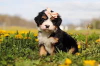 Amiee, a female Miniature Bernedoodle for sale in Fresno, OH – Photo 1 of 6