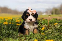 Amiee, a female Miniature Bernedoodle for sale in Fresno, OH – Photo 3 of 6